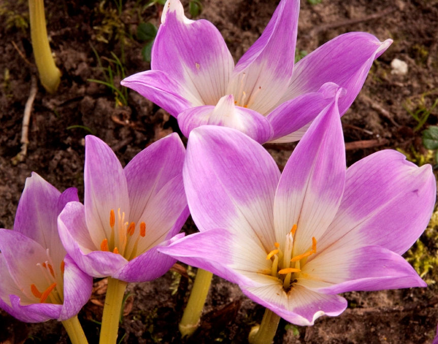 Превью изображения