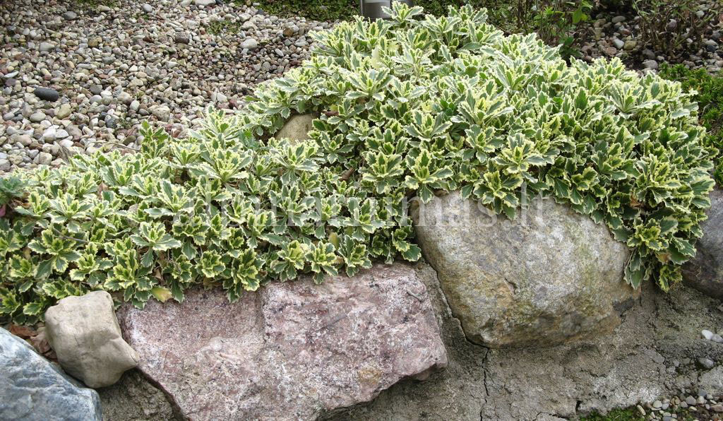 Превью изображения