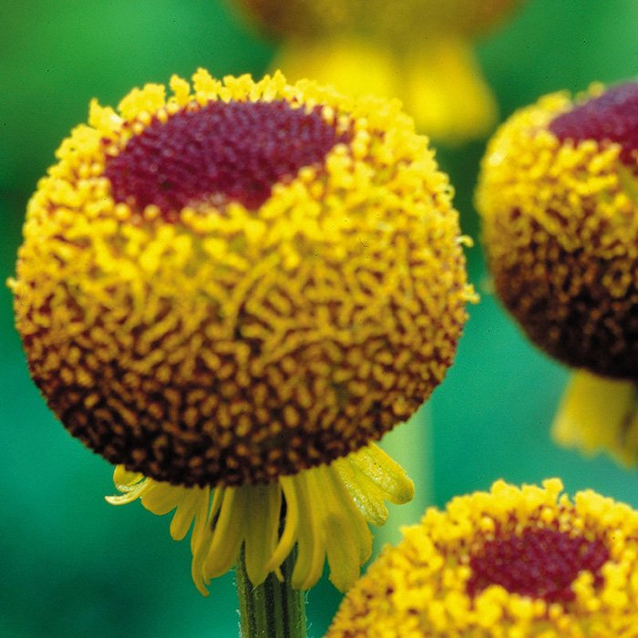 Превью изображения