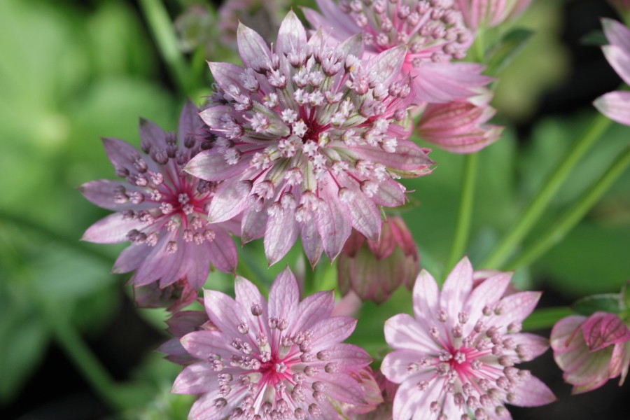 Превью изображения