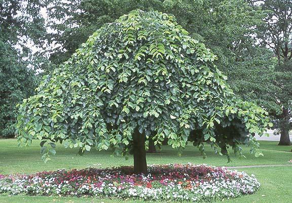 Превью изображения