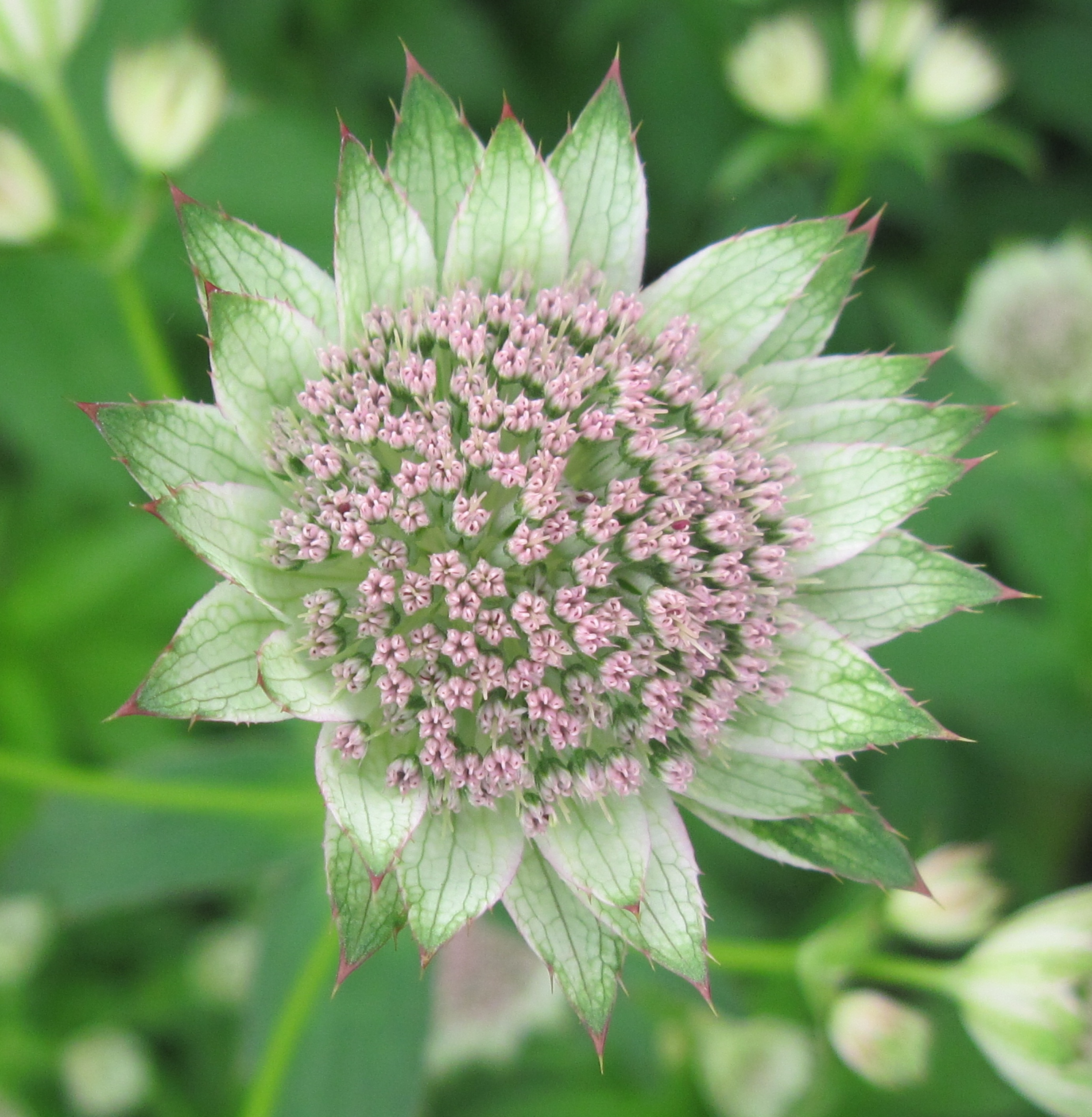 Превью изображения