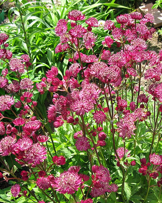 Превью изображения