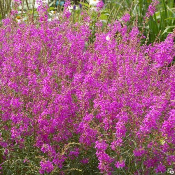 Превью изображения