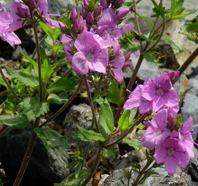 Превью изображения