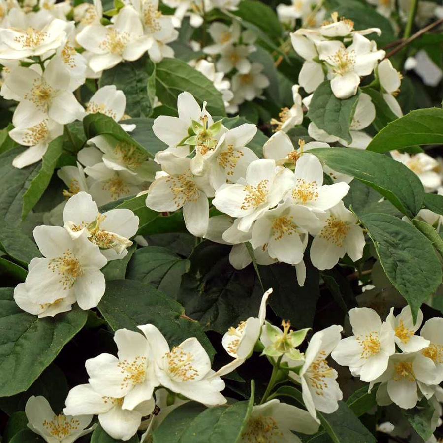 Превью изображения