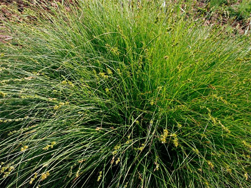 Превью изображения