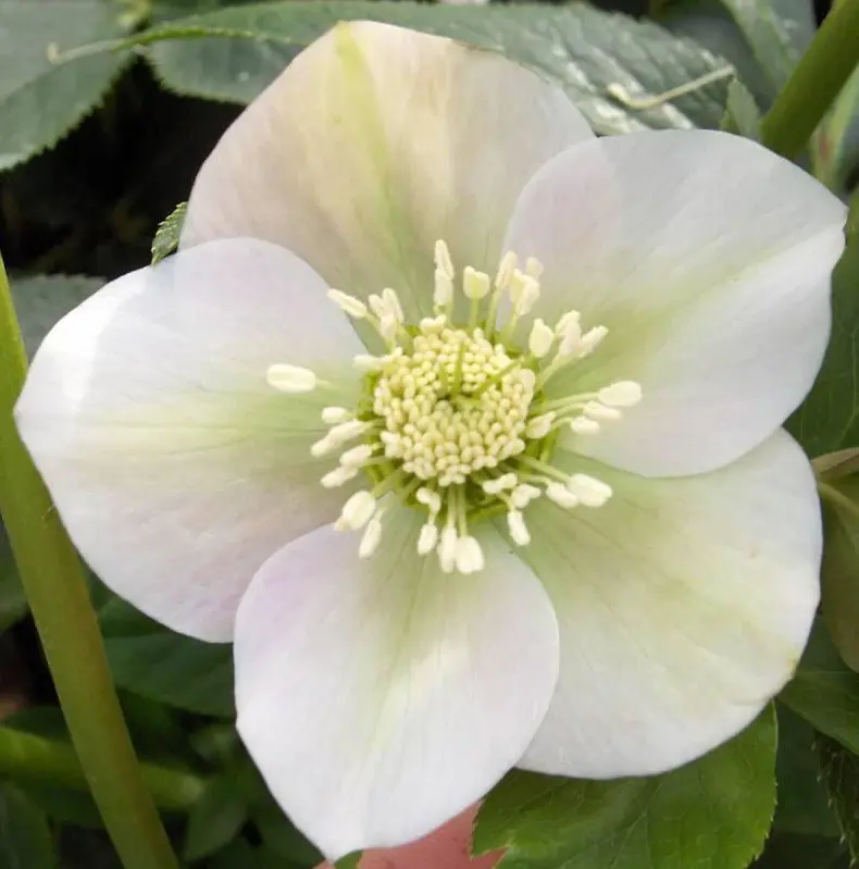 Превью изображения