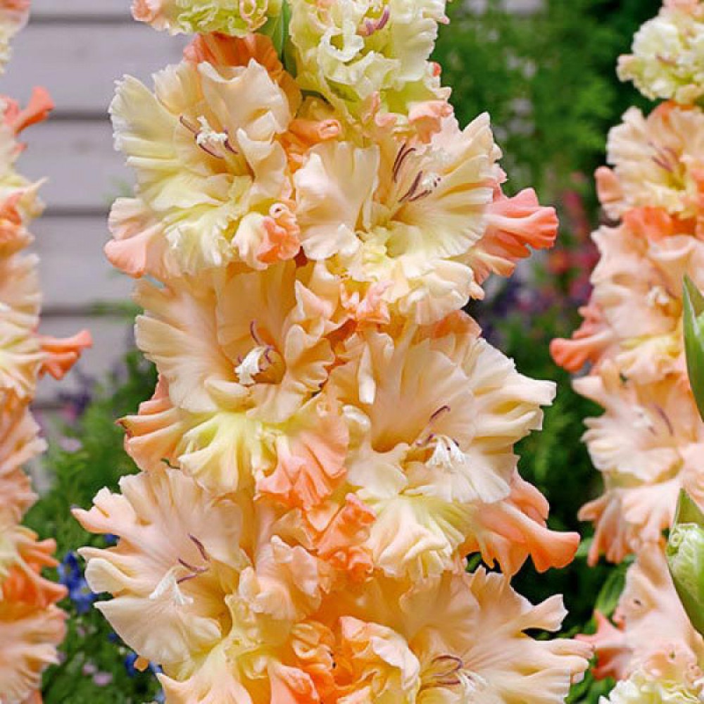 Превью изображения