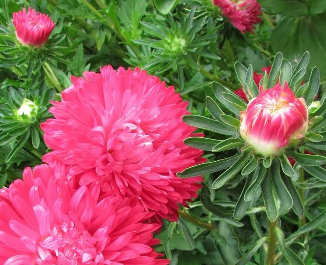 Превью изображения