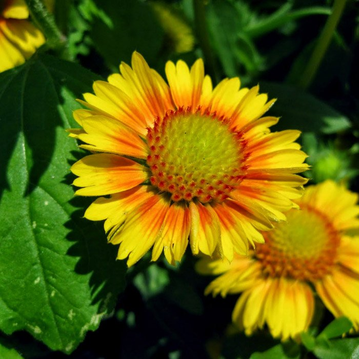 Превью изображения