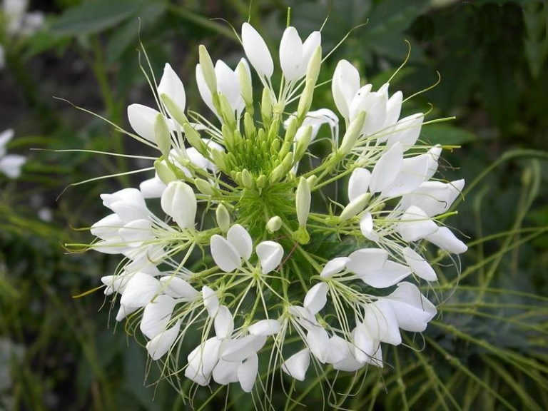 Превью изображения