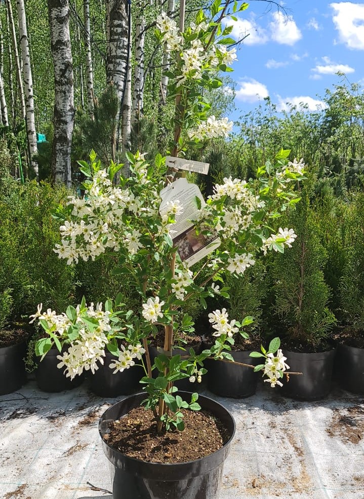 Превью изображения