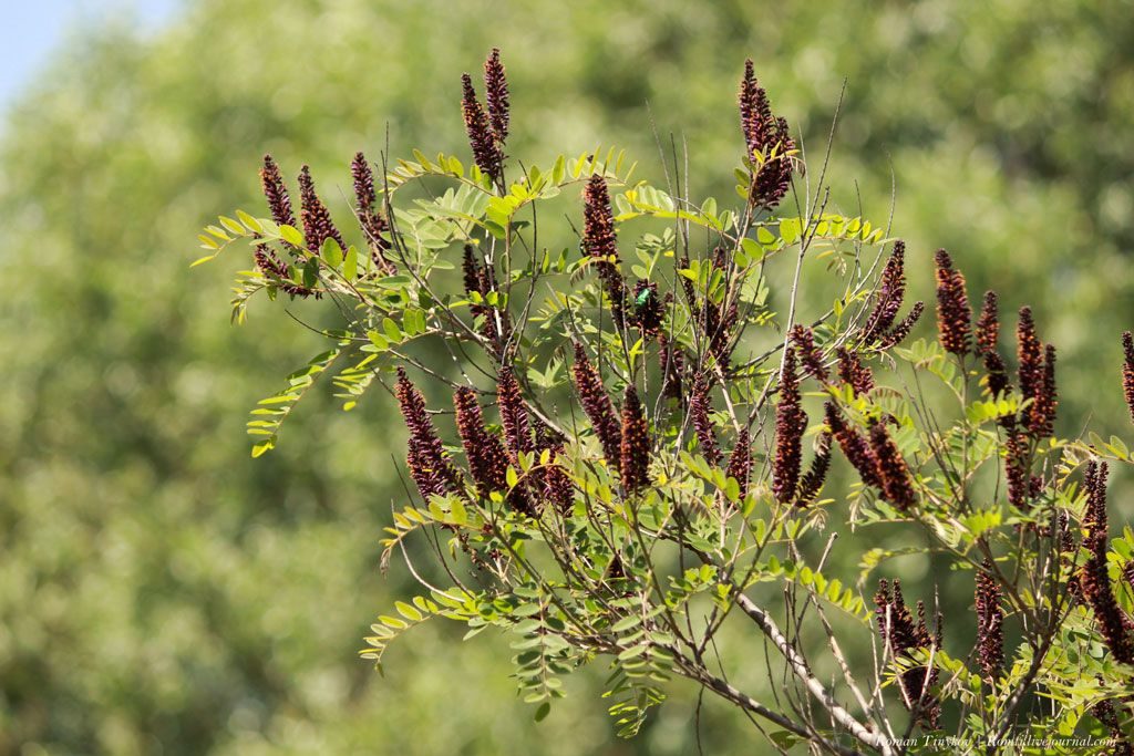 Превью изображения