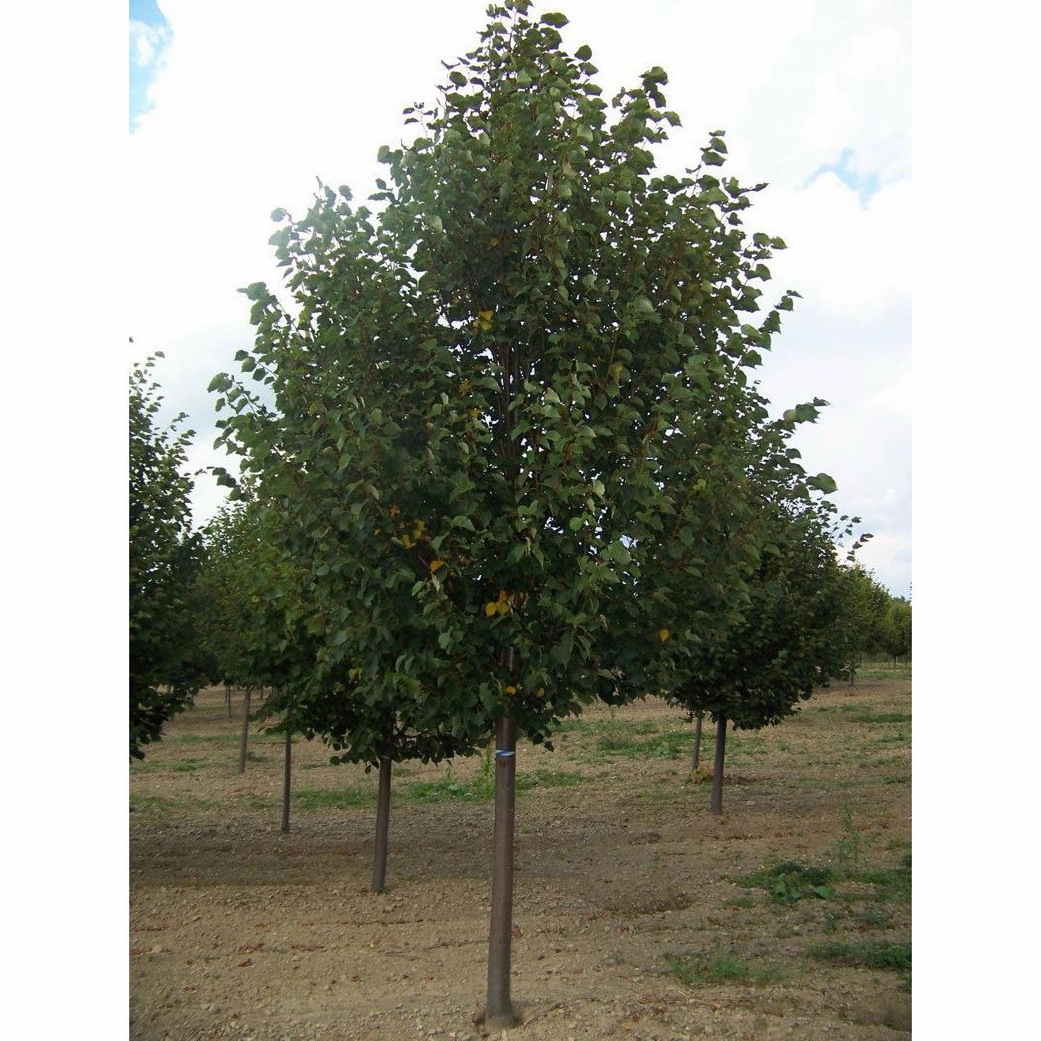 Превью изображения