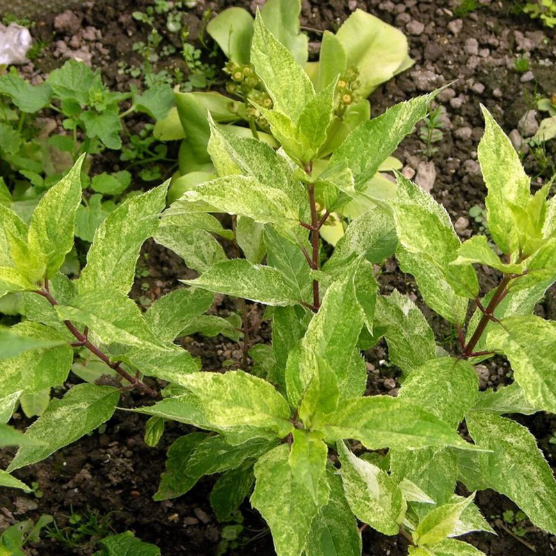 Превью изображения