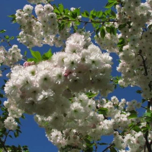 Превью изображения