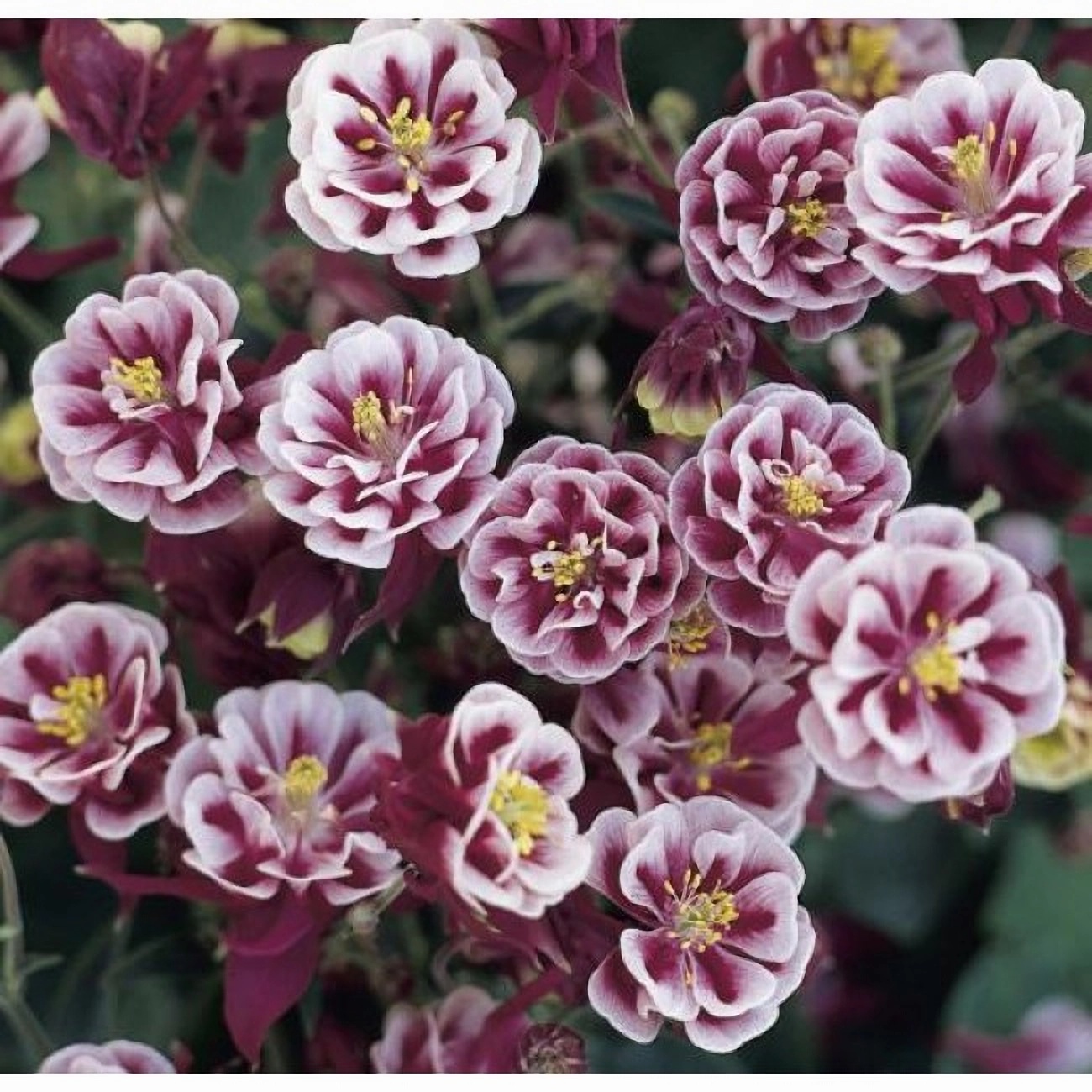 Превью изображения