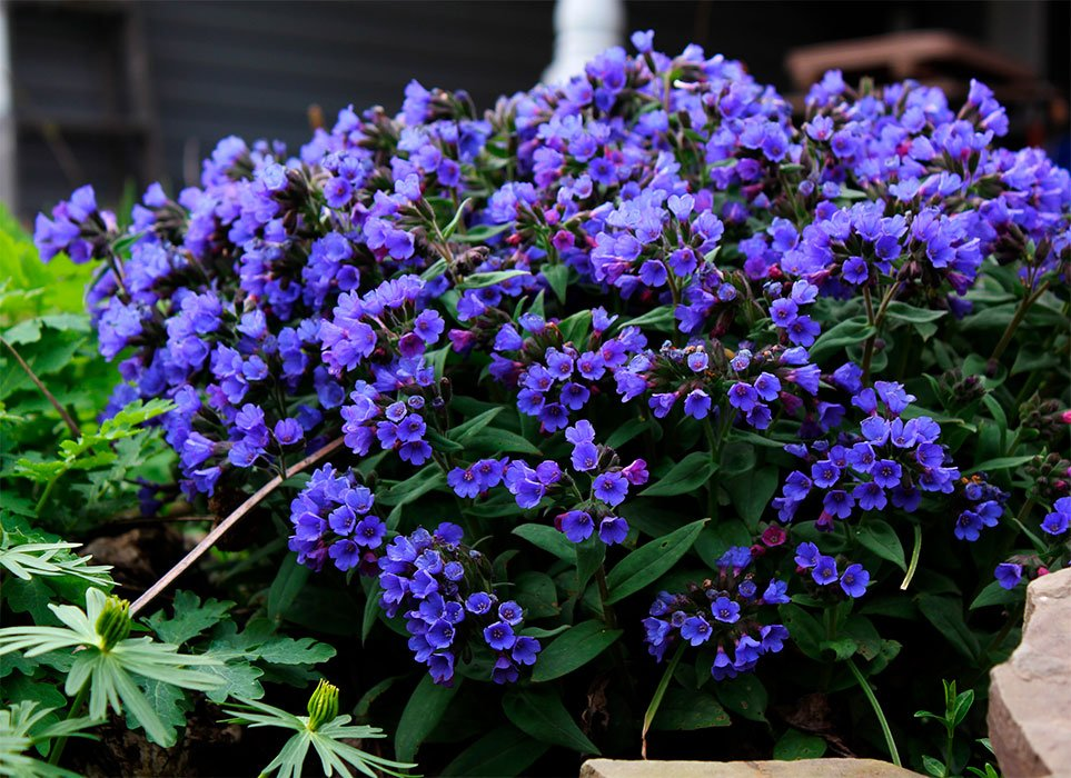 Превью изображения