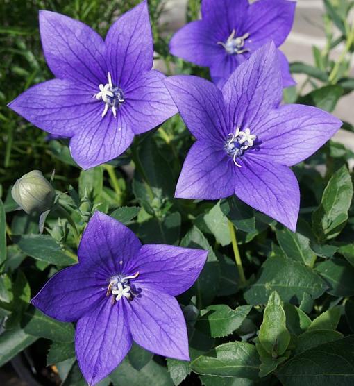 Превью изображения