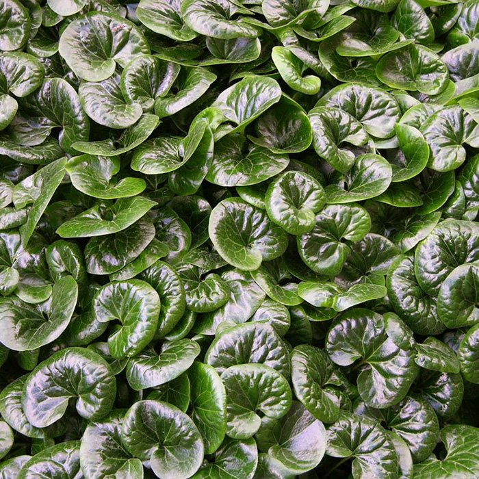 Превью изображения