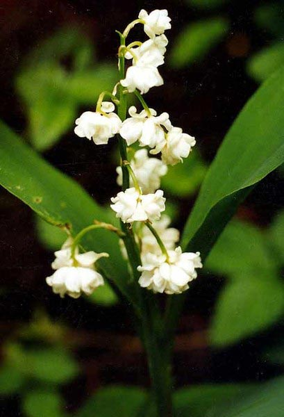 Превью изображения