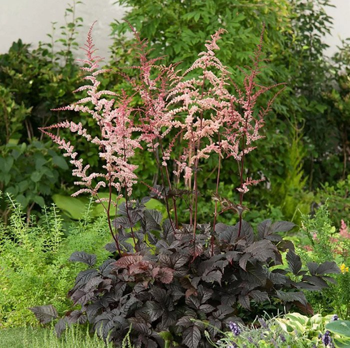 Превью изображения