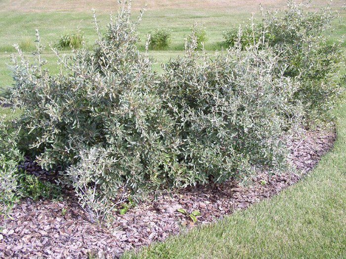 Превью изображения