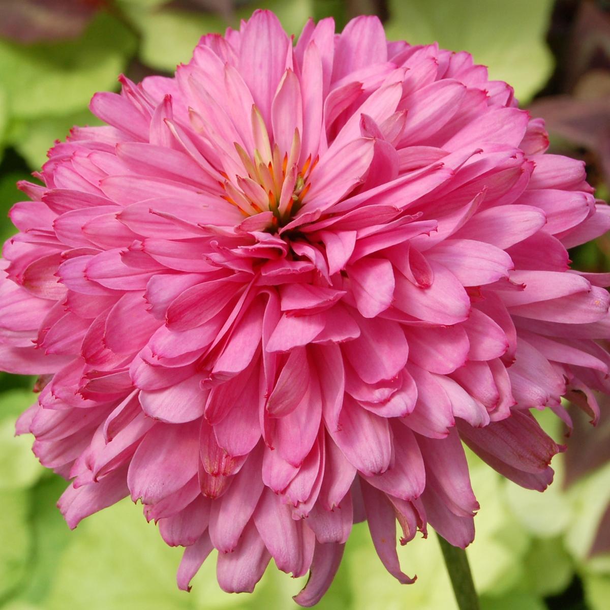 Превью изображения