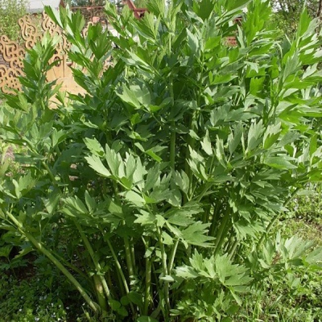 Превью изображения