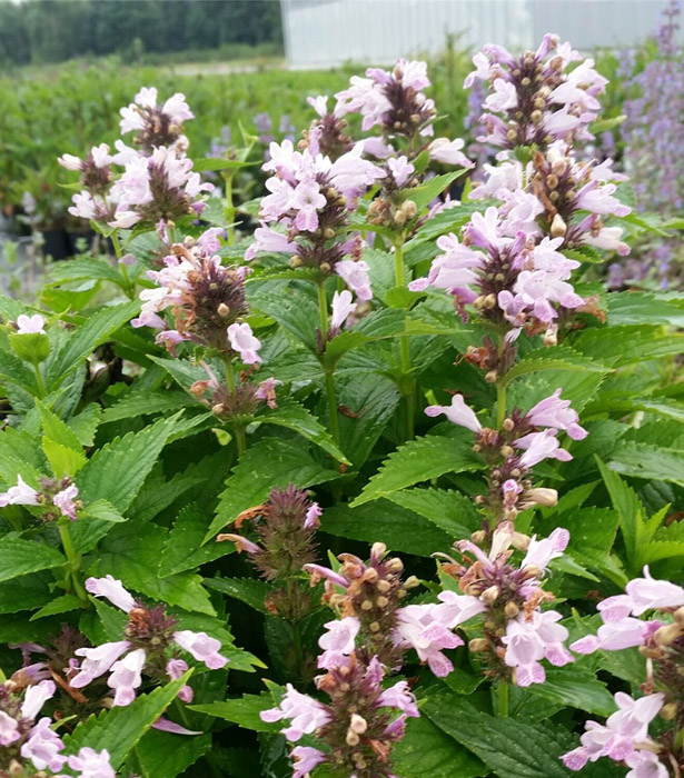 Превью изображения