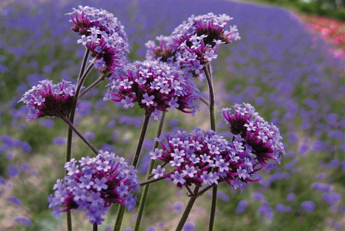 Превью изображения