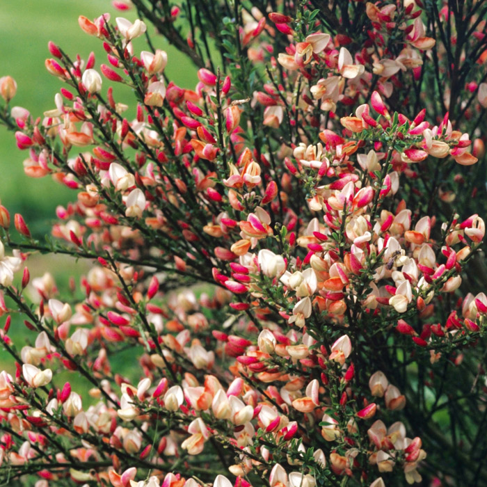 Превью изображения