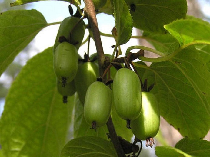 Превью изображения