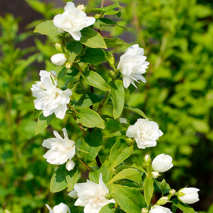 Превью изображения