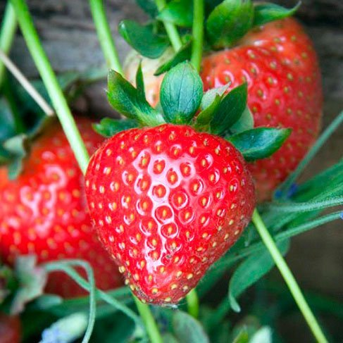 Превью изображения