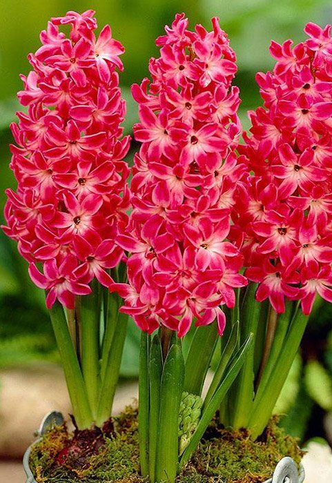 Превью изображения