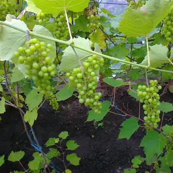 Превью изображения