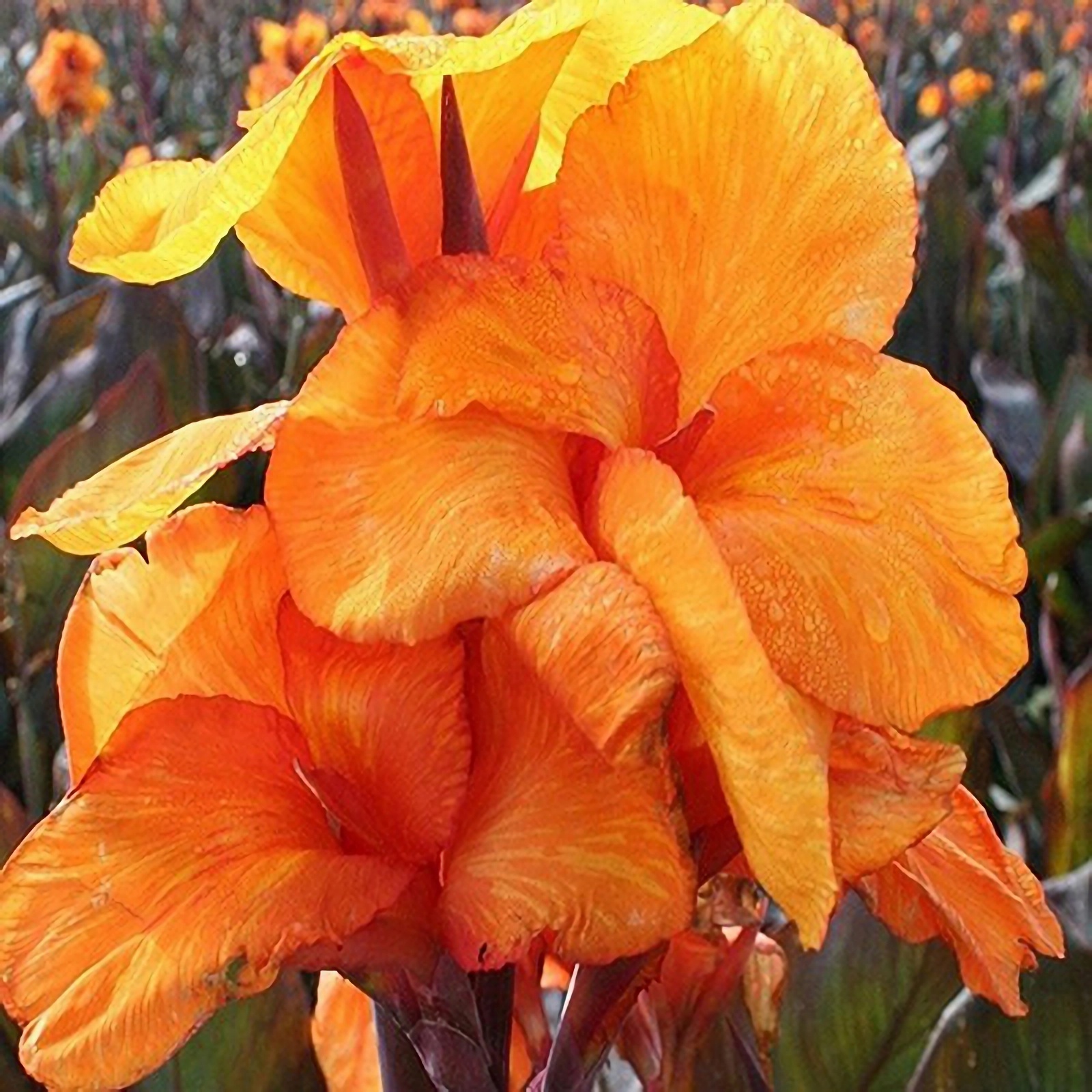 Превью изображения