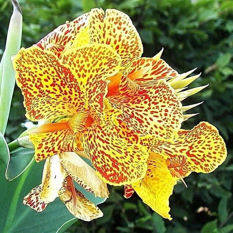 Превью изображения