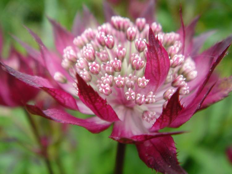 Превью изображения