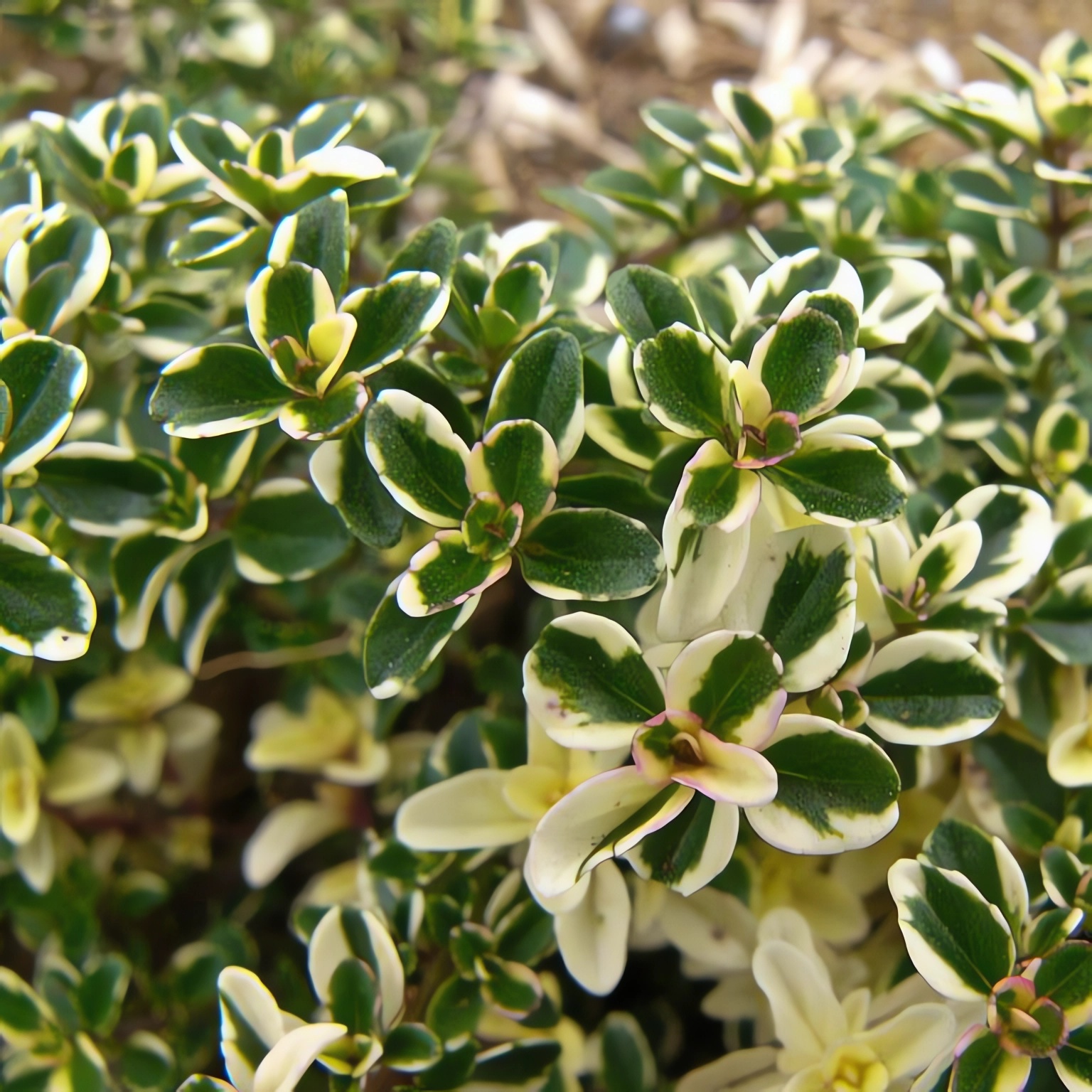 Превью изображения