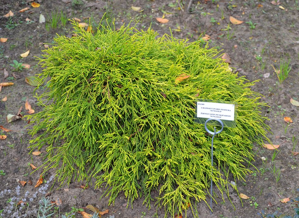 Превью изображения