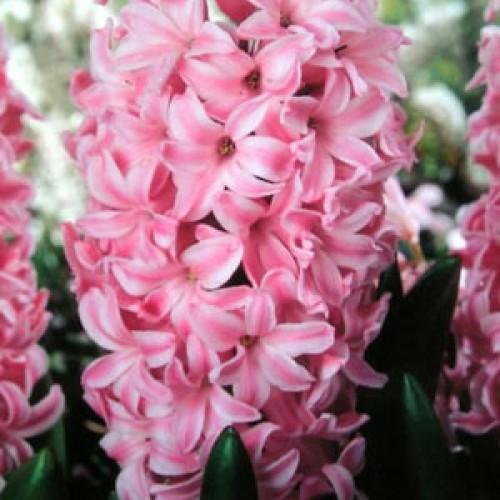 Превью изображения