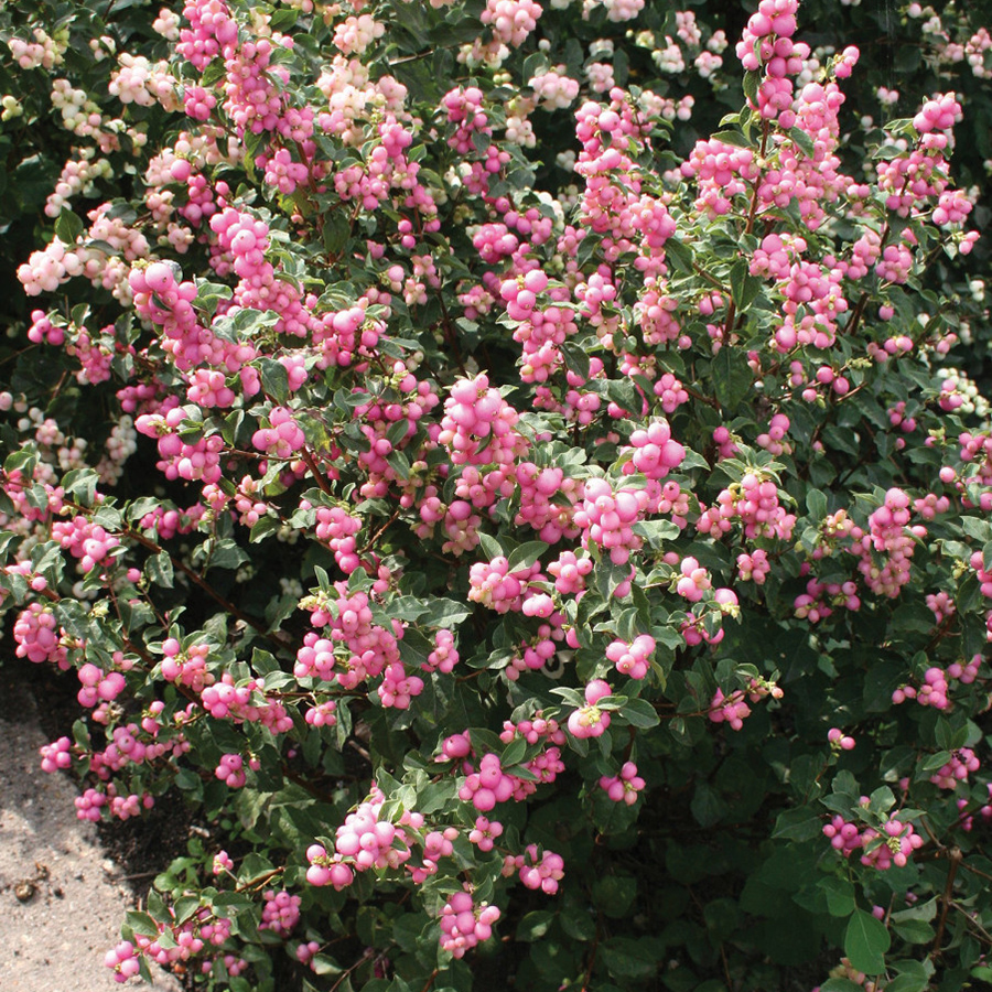 Превью изображения