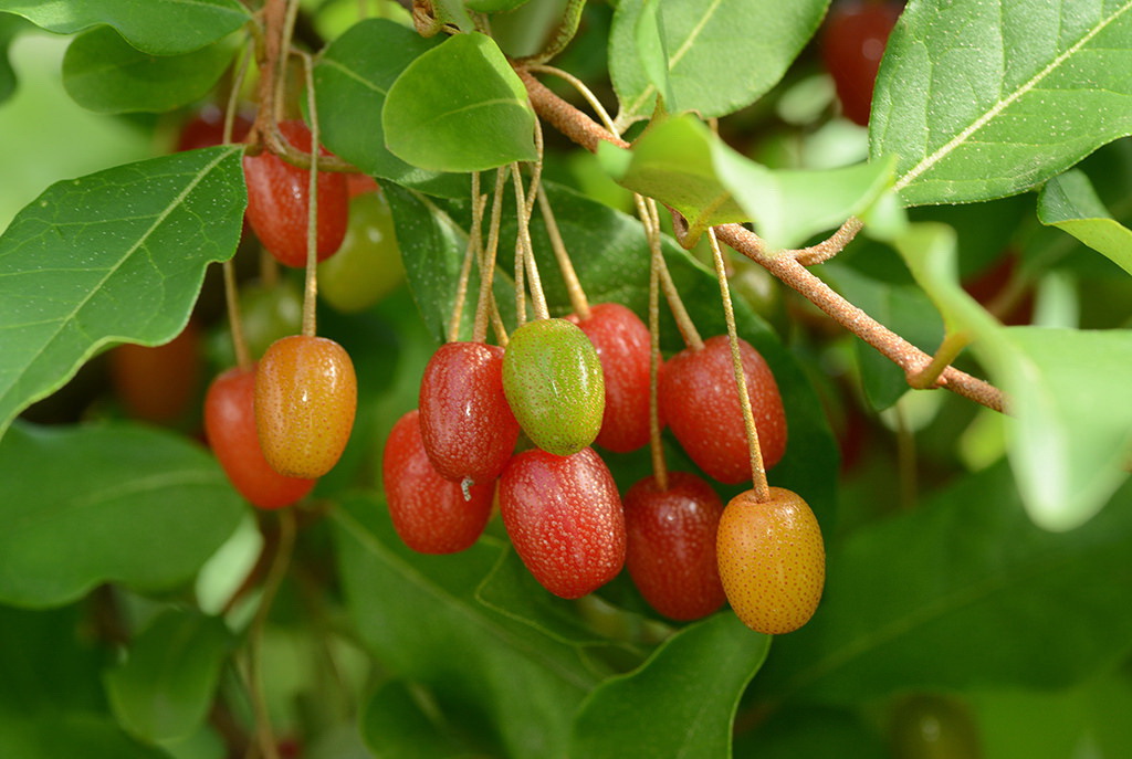 Превью изображения