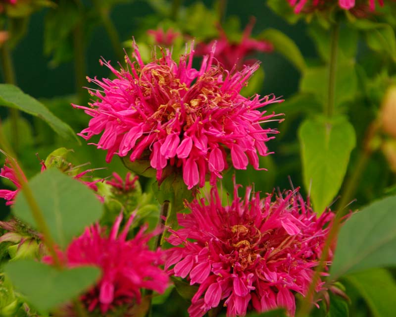 Превью изображения