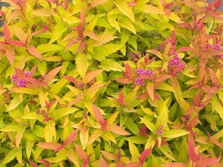 Превью изображения