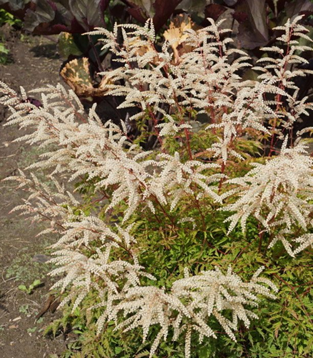 Превью изображения