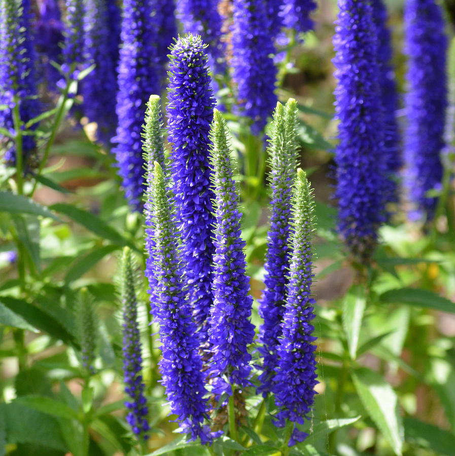 Превью изображения